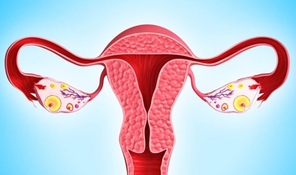 Гормони матки і їх важливість для жіночого організму