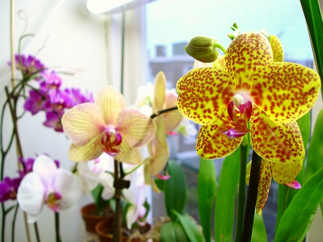 догляд за орхідеями