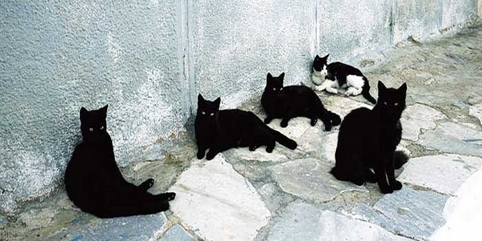 ae45979ea15748b1150a1dbfa3739dda