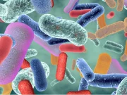 Бактерії кишечника можуть спровокувати серцевий напад