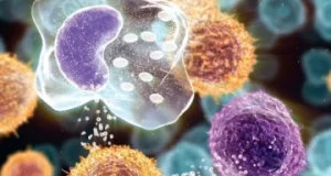 Друг чи ворог: виявлена несподівана функція сигнального імунного білка