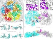 Новими антибіотиками можуть стати віруси-бактеріофаги