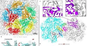 Новими антибіотиками можуть стати віруси-бактеріофаги