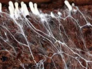 Грунтові гриби можуть викликати серйозні проблеми з легенями, попереджають вчені