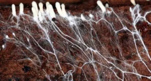 Грунтові гриби можуть викликати серйозні проблеми з легенями, попереджають вчені