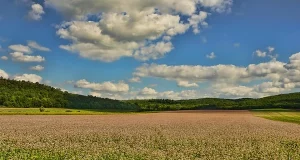 Нутриціолог розповіла про користь зеленої гречки