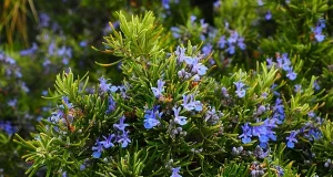 Розмарин уповільнює старіння мозку