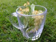 В яких випадках липовий чай стає небезпечний для здоров’я