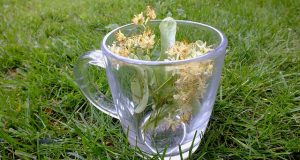 В яких випадках липовий чай стає небезпечний для здоров’я