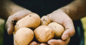 Вчені: спосіб приготування картоплі впливає на ризик розвитку цукрового діабету