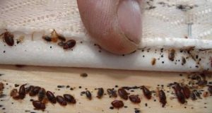 Які домашні шкідники небезпечні для здоров’я