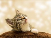 Ознаки підвищеного тиску у кішок: на що звернути увагу