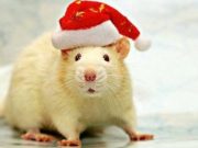 Китайський гороскоп Щура на 2023 рік