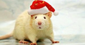 Китайський гороскоп Щура на 2023 рік