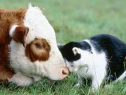 Китайський гороскоп Бика на 2023 рік