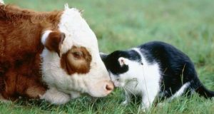 Китайський гороскоп Бика на 2023 рік