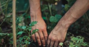 Medical Xpress: заняття садівництвом знижує ризик раку та рівень стресу