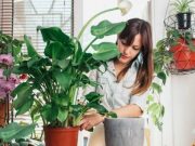 Кімнатні рослини, які стануть вашими захисниками