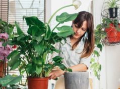 Кімнатні рослини, які стануть вашими захисниками