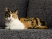 Причини котячого хропіння: коли варто турбуватися і що робити власникам?