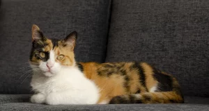 Причини котячого хропіння: коли варто турбуватися і що робити власникам?