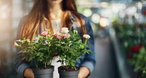 Кімнатні троянди: вирощування в домашніх умовах