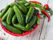 Як вибрати насіння огірків: три поради городнику