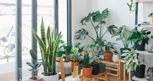 Як реанімувати кімнатну квітку, яка почала в’янути