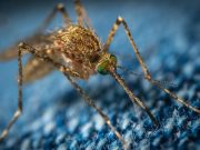 Як відлякати комарів