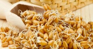 Користь паростків пшениці для здоров’я