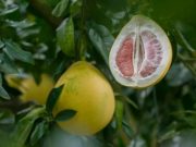 Користь помело для здоров’я