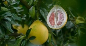 Користь помело для здоров’я