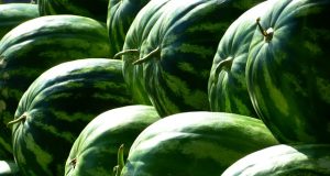 Секрети вибору стиглого кавуна