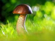 У чому небезпека їстівних лісових грибів