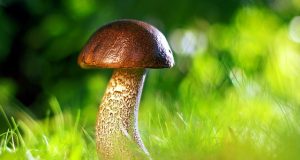 У чому небезпека їстівних лісових грибів