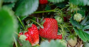 Як розмножити садову суницю вусами: 4 прості способи