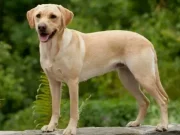 Найкращі породи собак, які стануть домашніми помічниками