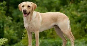 Найкращі породи собак, які стануть домашніми помічниками