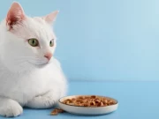 Вибір правильного харчування для вашого кота: посібник для нових власників домашніх тварин