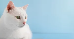 Вибір правильного харчування для вашого кота: посібник для нових власників домашніх тварин