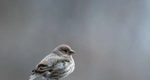 Прикмети: коли птах б’ється об вікно