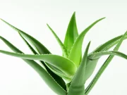 Як правильно зберігати та готувати сік алое: поради для збереження користі
