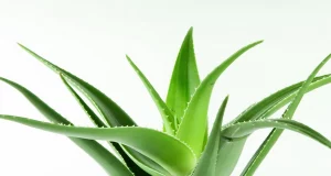 Як правильно зберігати та готувати сік алое: поради для збереження користі