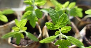 Підживлення розсади: чи потрібне воно рослинам, та коли його проводити