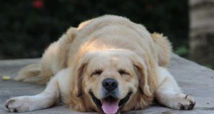 Вибір дієти для покращення якості сну: Багаті на поживні речовини продукти для кращого відпочинку