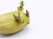 Як затримати проростання насіннєвої картоплі, що потрібно зробити