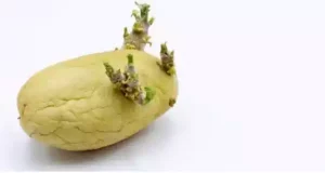 Як затримати проростання насіннєвої картоплі, що потрібно зробити