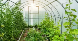 Обробка ґрунту в теплиці навесні від хвороб і шкідників перед висадкою розсади