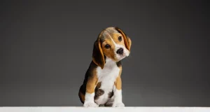 Стерилізація призводить до незворотних змін у поведінці собак