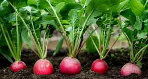 Як підготувати ґрунт та насіння, щоб підвищити врожайність моркви вже в момент посадки